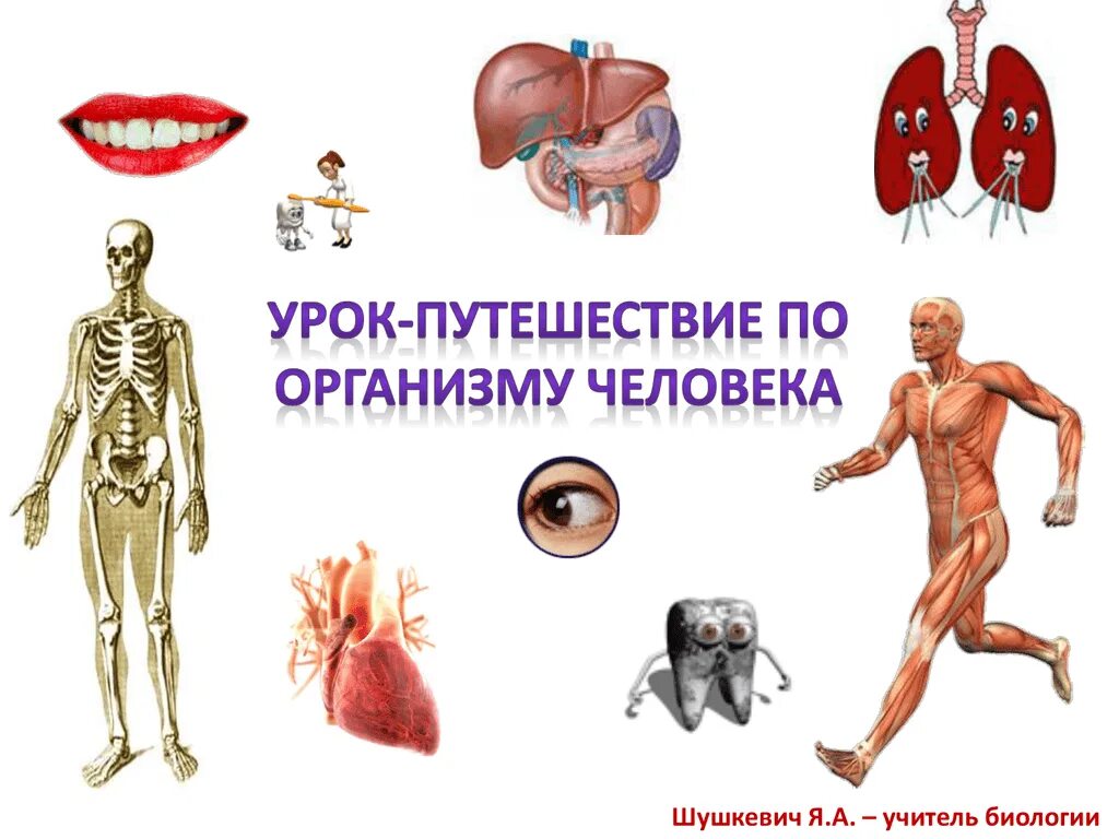 Строение человека реферат. Организм человека. проект организм человека. строение тела человека. строение детского организма.