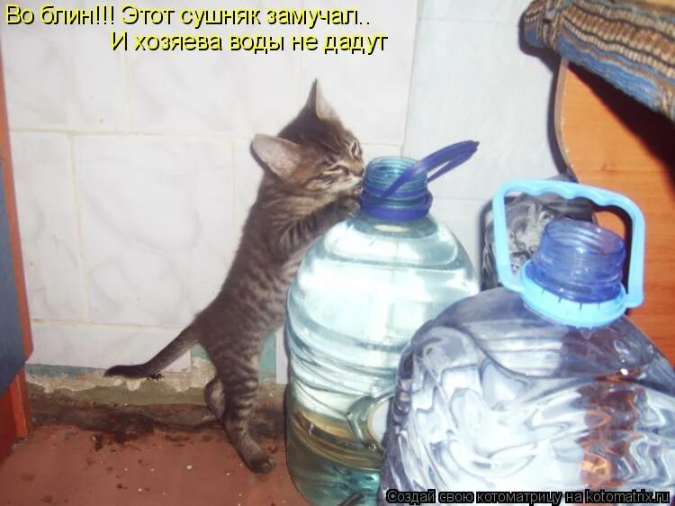 Сушняк ночью. Сушняк прикол. Шутки про сушняк. У меня сушняк. Кот и вода юмор.