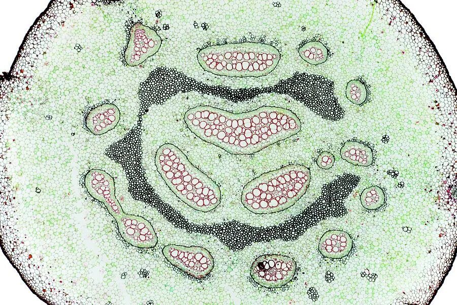 Корневище папоротника орляка. Орляк обыкновенный корневище. Поперечный срез корневища орляка. Корневище папоротника орляка. Папоротник орляк обыкновенный.