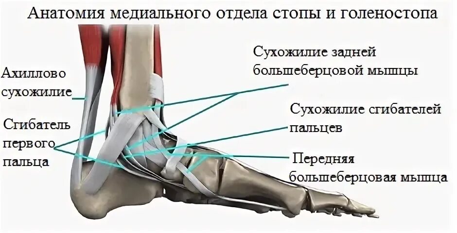 Большеберцовое сухожилие