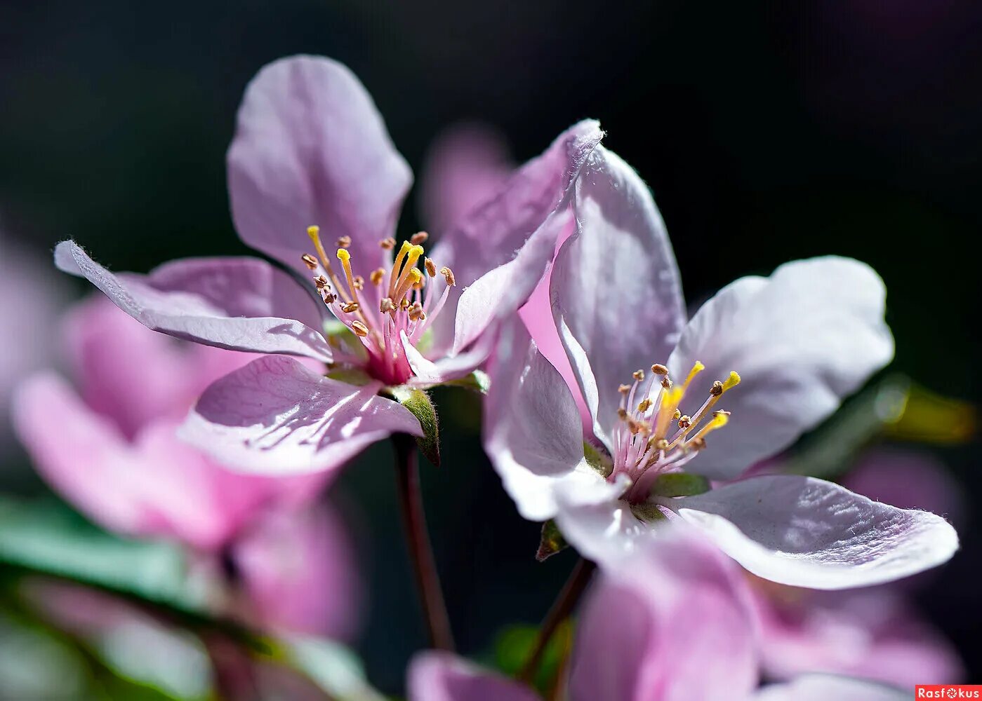 весна птицы цветы. весна птицы. две весны. птицы весной. нежные весенние цветы.