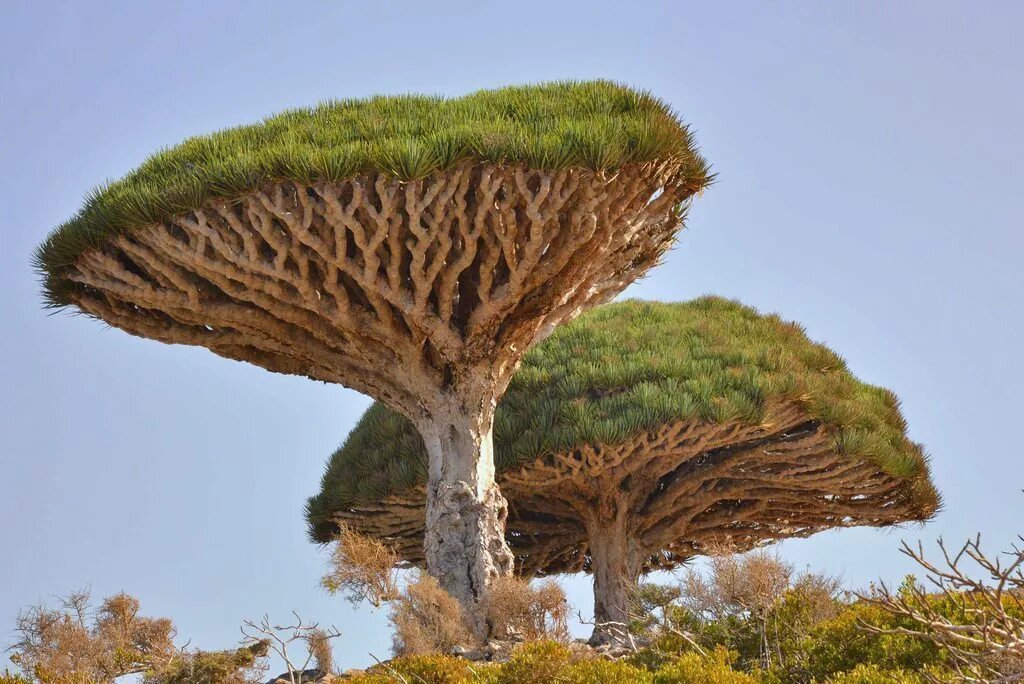 Сокотра Драконово дерево. Драцена киноварно. Dracaena cinnabari. Загадочные растения