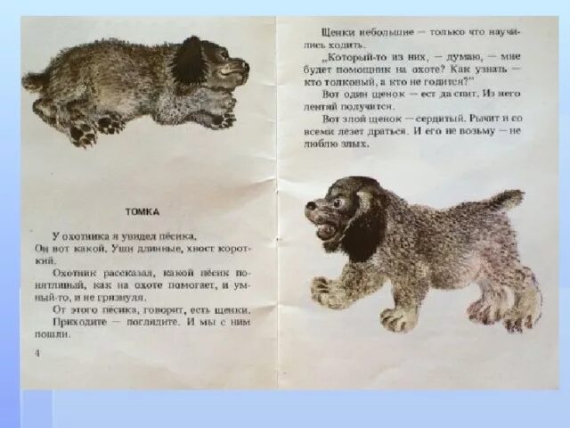 Какие рассказы е чарушина. Евгений чарушин 2 рассказы о животных. чарушин рассказы о животных 1 класс.