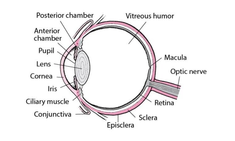 Передняя и задняя камеры глаза. Строение передней камеры глаза. Передняя камера глаза анатомия. Передняя и задняя камеры глаза расположены.