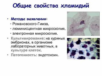 Морфология хламидий