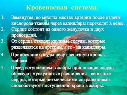 Головоногие системы органов