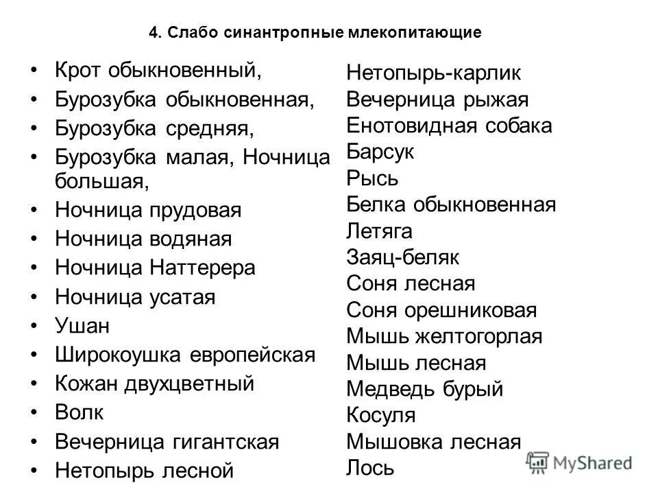 Синантропные животные это. Животные синантропных видов. Синантропные млекопитающие. Синантропные виды. Синантропные виды примеры.