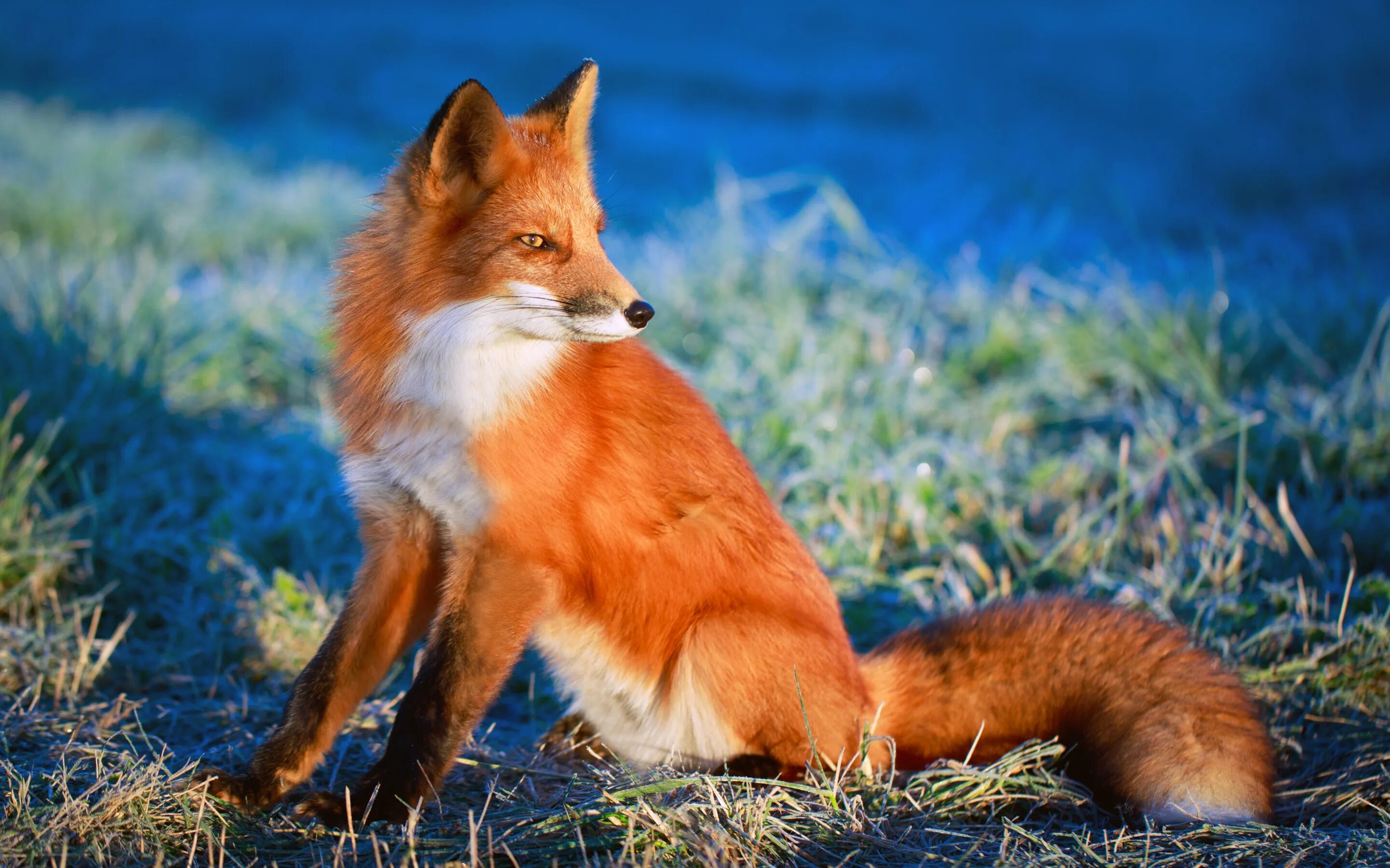 Огнёвка Вятская лиса. Лиса обыкновенная. Лиса Лисонька лиса. Красивая лиса. Red fox 3