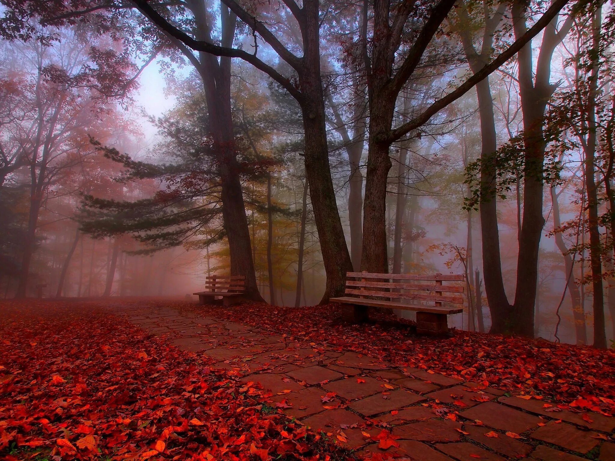Осень без людей. Мрачный осенний парк. Туманный парк осенью. Осенний парк туман. Парк в тумане.