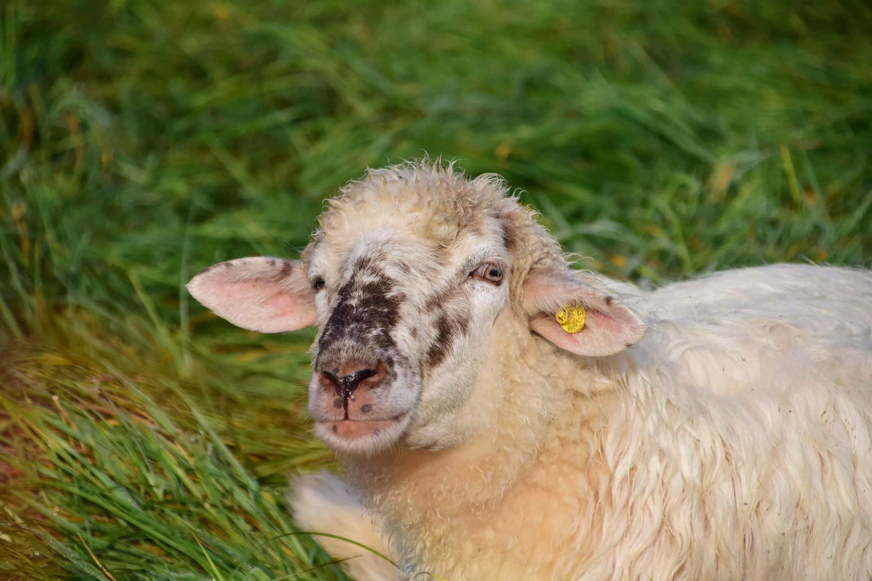 Бараньи уши. Голова овцы. Голова овцы. Уши овцы. Белая овца.