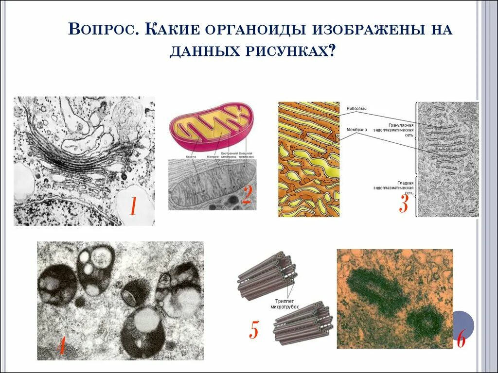Изображения органоидов. Органоиды клетки. органоиды клетки рисунки. какой органоид изображен на рисунке. строение органоидов клетки.