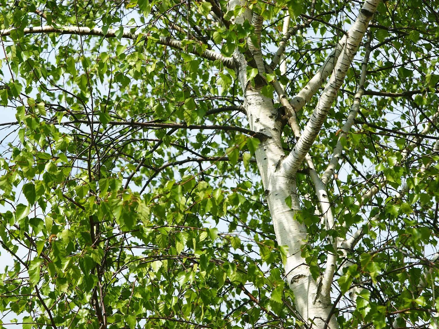 Раз березка. Береза бородавчатая Пурпурея. Betula turkestanica. Береза бородавчатая. Silver Birch.