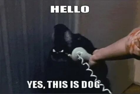 This dog knows you