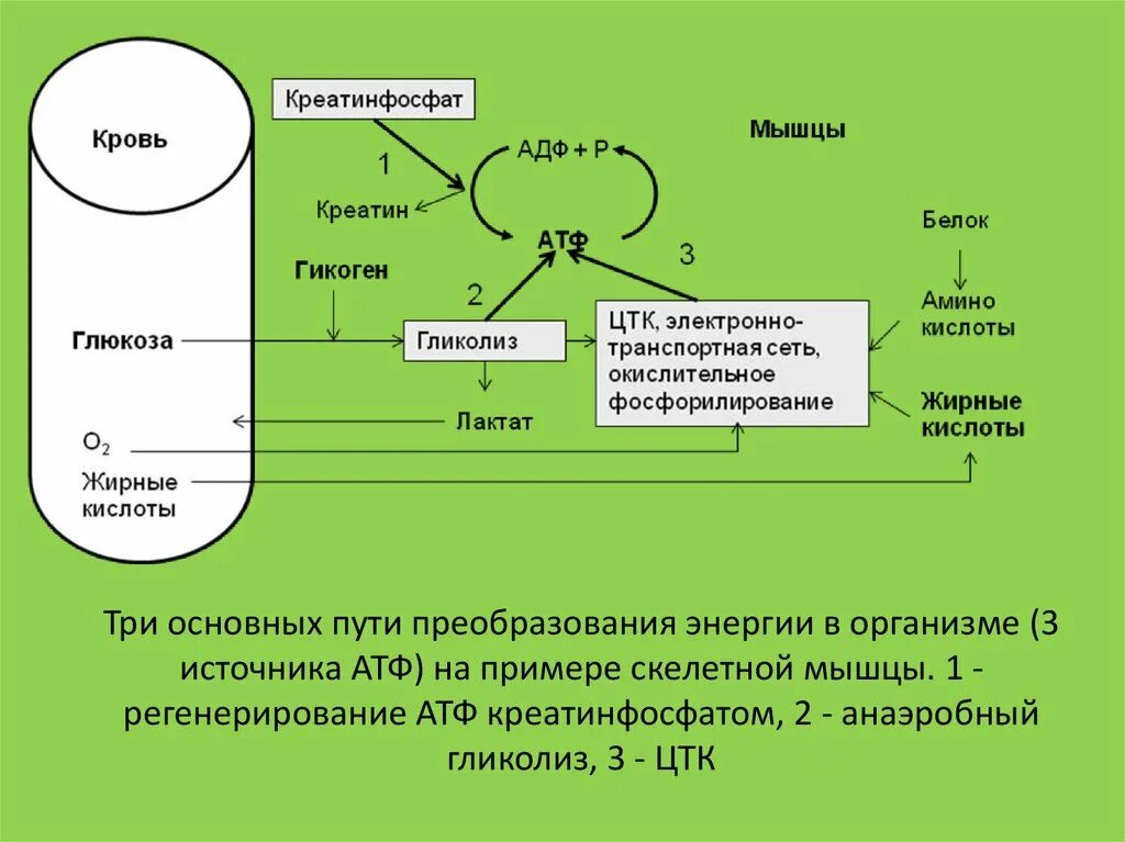 Преобразование энергии атф в энергию глюкозы. АТФ креатинфосфат гликолиз. Синтез АТФ В мышцах. Креатинфосфат + АДФ. Цикл образования АТФ.