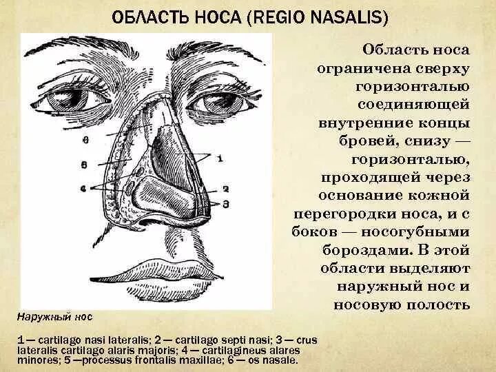 Почему нос назвали носом. Область носа топографическая анатомия рисунок. Носовая область топографическая анатомия. Строение области носа.