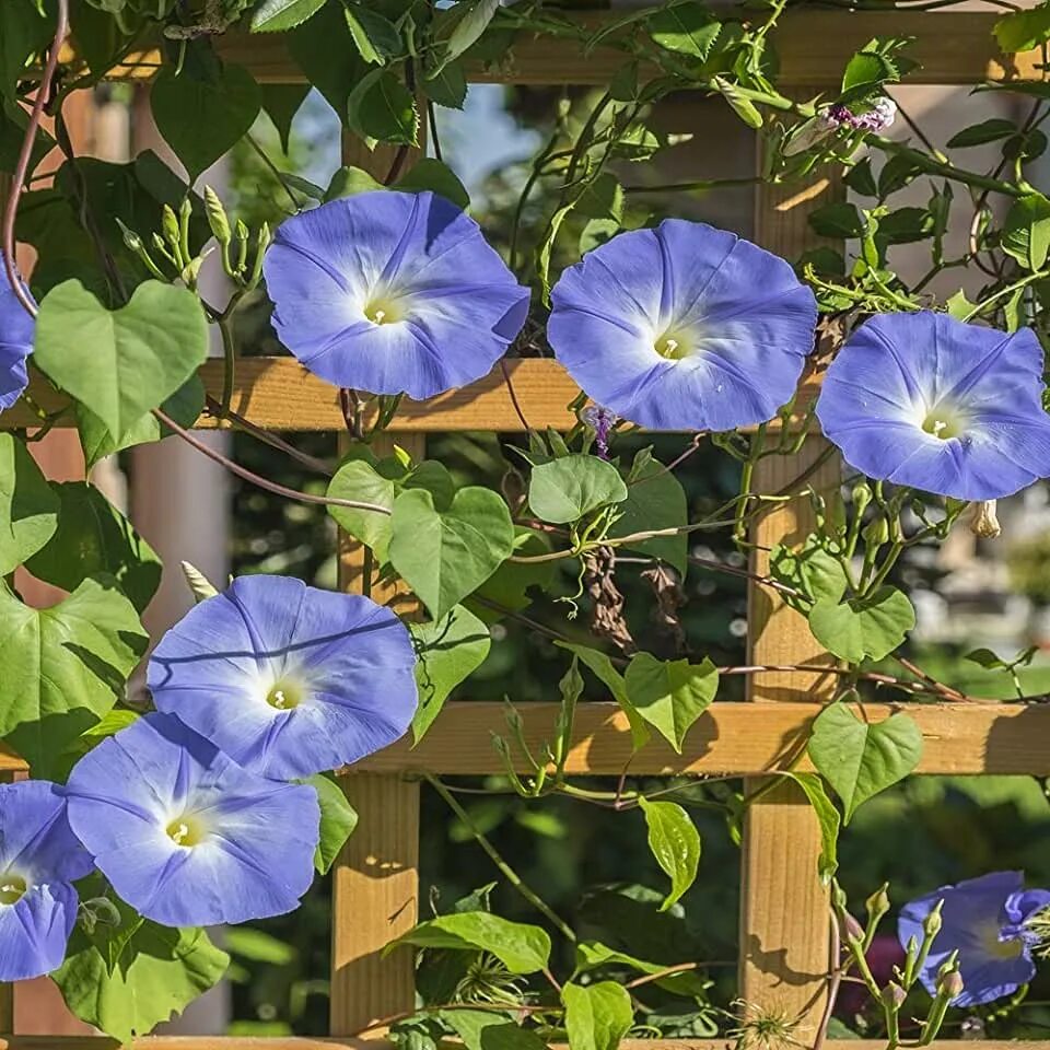 Heavenly Blue ипомея. Ипомея morning Glory. Ипомея Монинг Глори. Ипомея пурпурная. Как выглядит ипомея трехцветная которую запретили