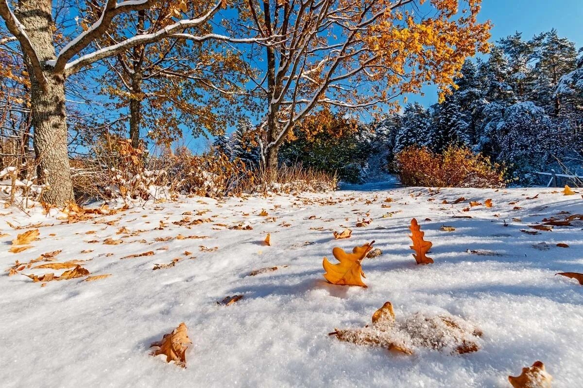 First snow. Осень снег. Поздняя осень снег. Ранняя зима. Первый снег.