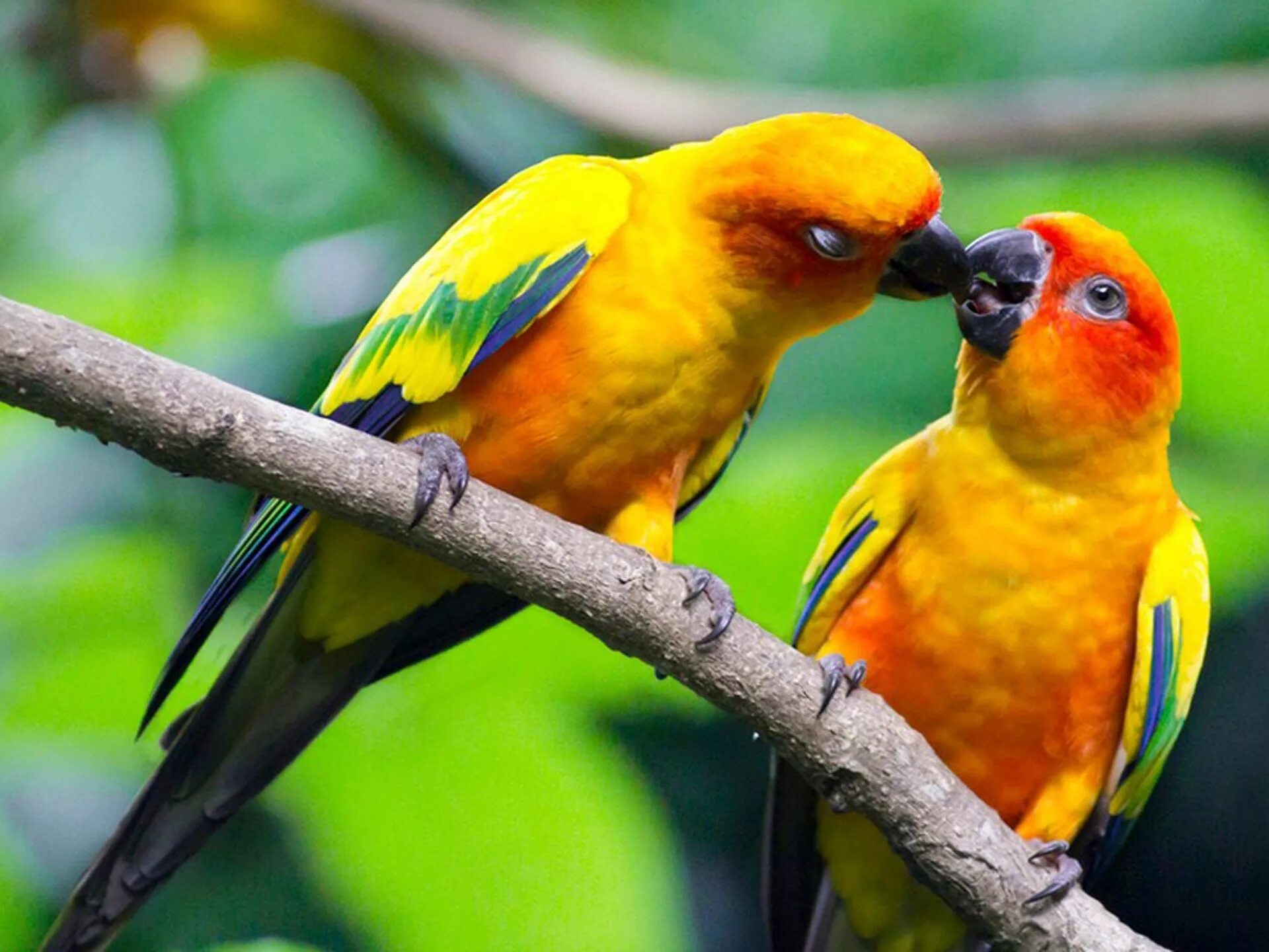 I love birds. Попугайчики неразлучники. Попугай неразлучник желтый. Попугаи неразлучники фото. Попугай аратинга желтый.