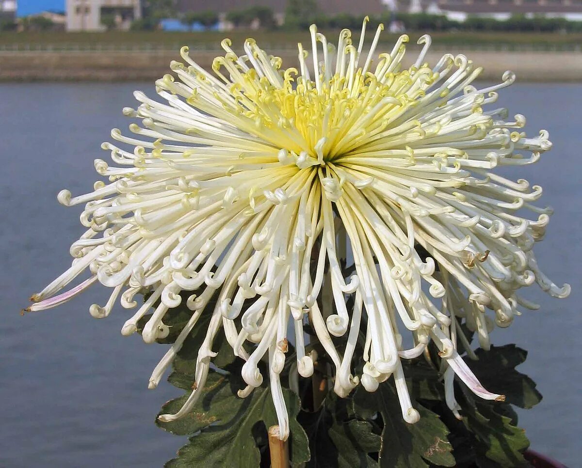 Почему хризантема вянет. Хризантема морифолиум. Chrysanthemum morifolium White. Хризантема (菊 - «Кику»). Целестин Хризантема.