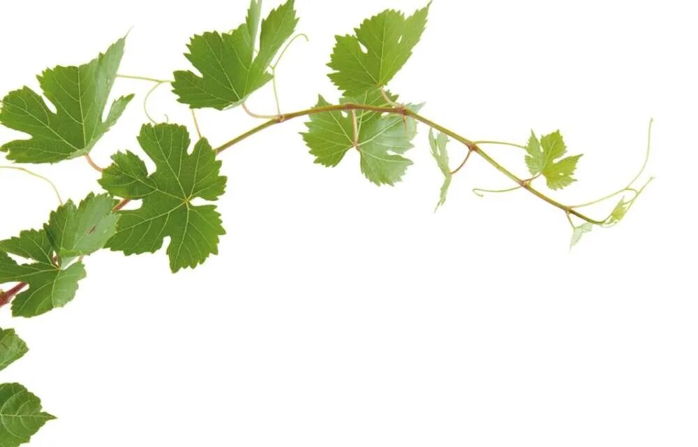 лист виноградной лозы. листва виноградника лоза. виноград картинка. листочек винограда. лист виноградной лозы.