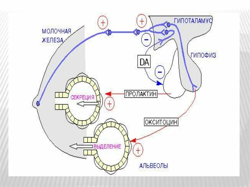 Регуляция секреции пролактина схема. Окситоцин механизм действия схема. Схема действия пролактина. Пролактин механизм действия биохимия. Выделение пролактина