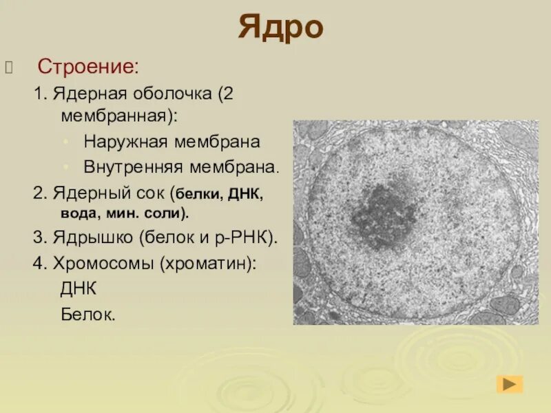 Клеточное ядро 10 класс. Ядро и ядрышко. ядро и ядрышко строение. ядро мембрана ядерный сок ядрышко. ядро клетки 10 класс.