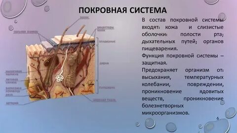 Покровная система какие органы