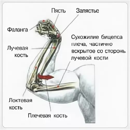 К чему крепится бицепс. Строение бицепса руки. Отрыв сухожилия бицепса. Дистальное сухожилие бицепса болит. Болит бицепс правой руки.