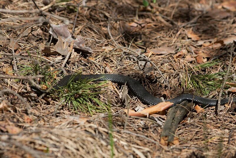 кто стоит во главе смертоносных гадюк. гадюка в лесах красноярского края. змеи около воды. Acanthophis antarcticus. гадюка в самарской области.