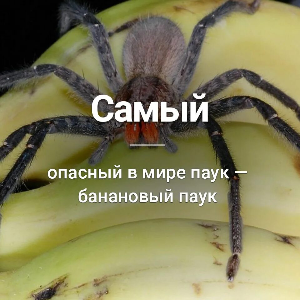 Мир пука. Самый опасный паук. Самые опасные ядовитые пауки. Самый опасный ядовитый паук в мире. Самые ядовитые пауки на свете.
