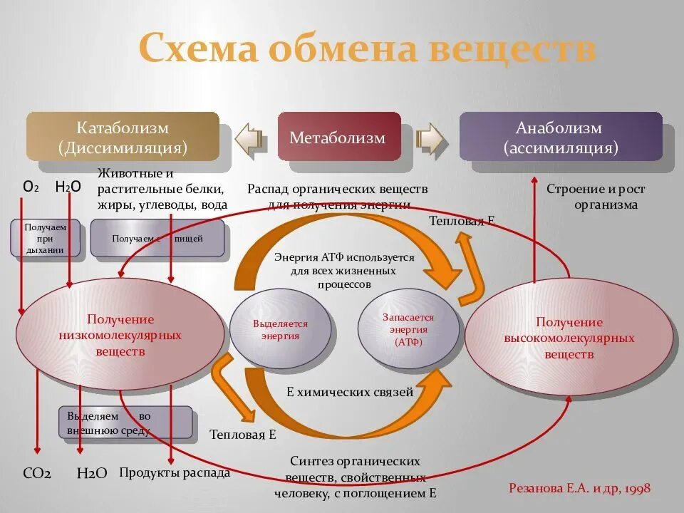 Пример процесса ассимиляции в организме человека. Схема обмена веществ в организме человека 8 класс. Обмен веществ и энергии в организме схема. Схема обмена веществ в организме метаболизм. Процесс метаболизма схема.