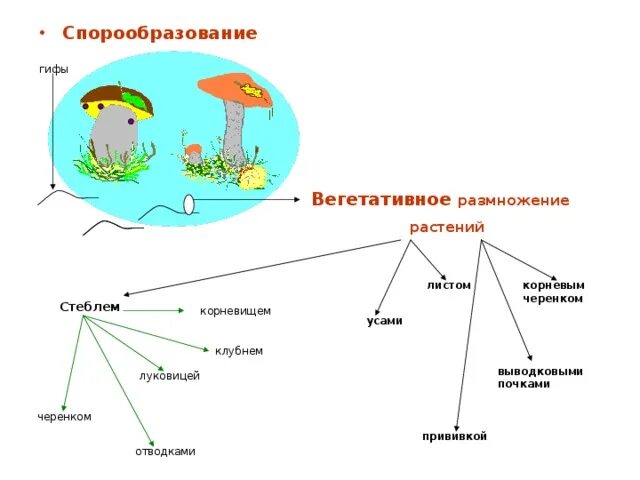 Спорообразование и вегетативное размножение. Спорообразование у растений. Спорообразование размножение.его формы. Спорообразование бесполое размножение.