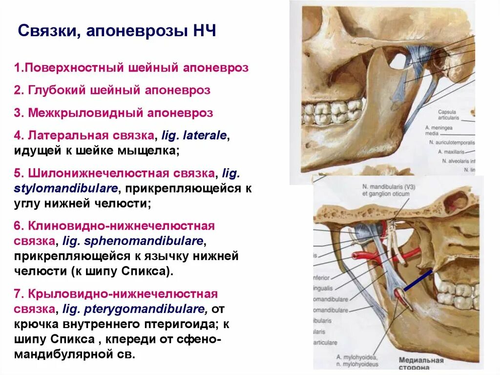 Мыщелок челюсти. Связки сустава ВНЧС. Клиновидно нижнечелюстная связка височно нижнечелюстного сустава. Мышцы и связки височно-нижнечелюстного сустава.