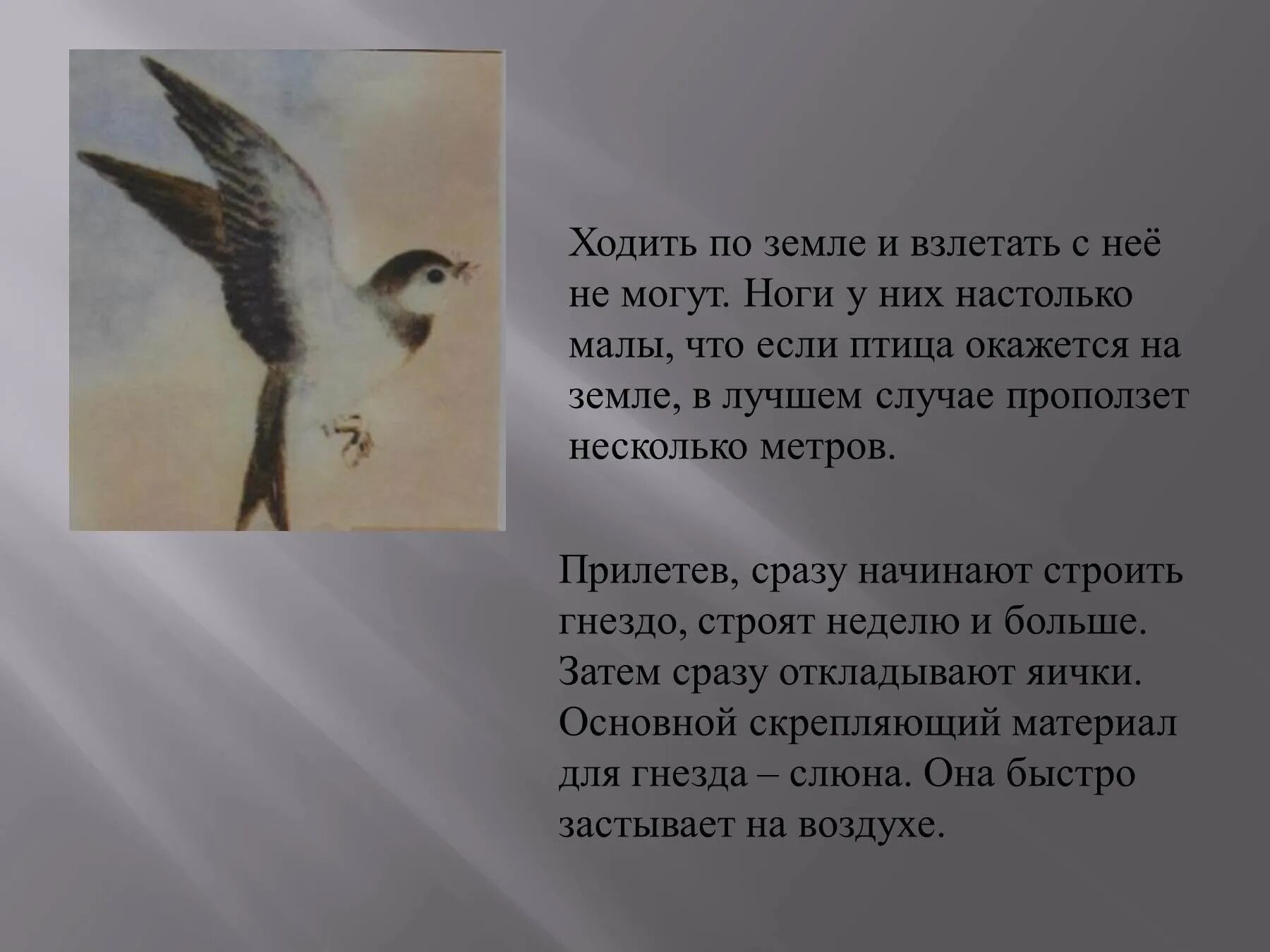 Что автор подметил наблюдая за стрижами. Литературное чтение 4 класс Стрижонок скрип в.Астафьев. Астафьев Стрижонок скрип 4 класс. Чтение 4 класс Стрижонок скрип. Стрижонок скрип 4 класс.