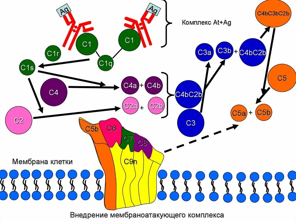 С1 белок системы комплемента. Мембраноатакующий комплекс системы комплемента. Активация комплемента иммунология. Дефекты системы комплемента иммунология. System 4 b