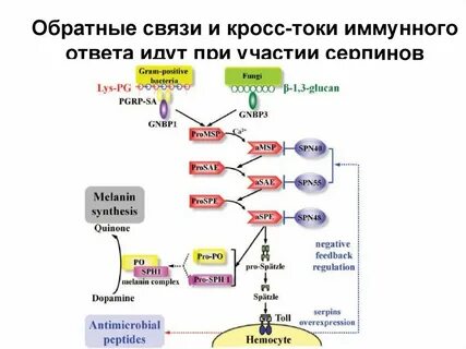 Звенья иммунного ответа