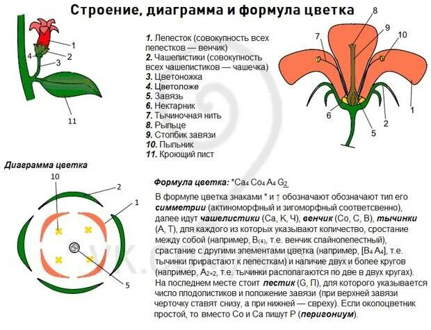 Диаграмма двудольных. Строение цветка формула и диаграмма. формула строения цветка. строение цветка формула цветка. строение цветка диаграмма.