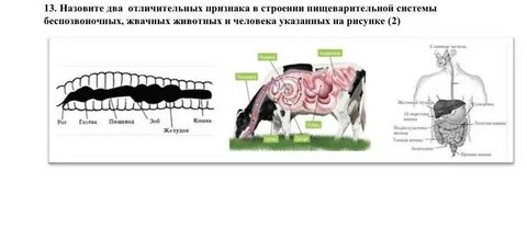 Желудок жвачного животного 5