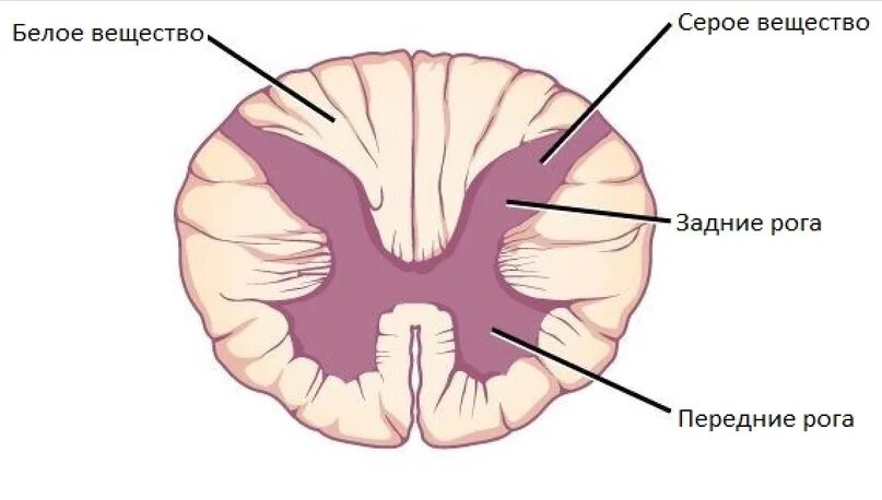 Grey matter. Spinal cord gray matter. white matter of spinal cord. grey matter in spinal cord. gray matter cns.