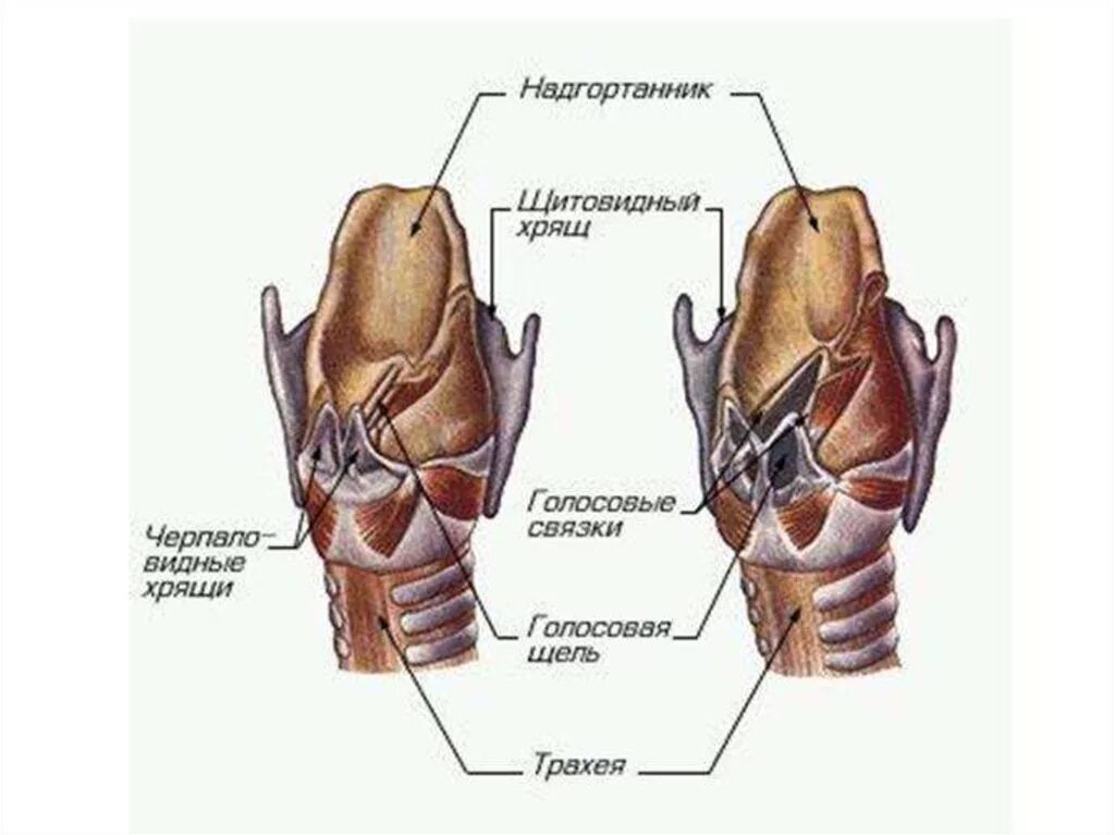 Гортань кошки. Гортань строение анатомия хрящи. Строение гортани, хрящи гортани. Голосовые связки.. Гортань хрящи гортани анатомия. Клиновидный хрящи гортани анатомия.