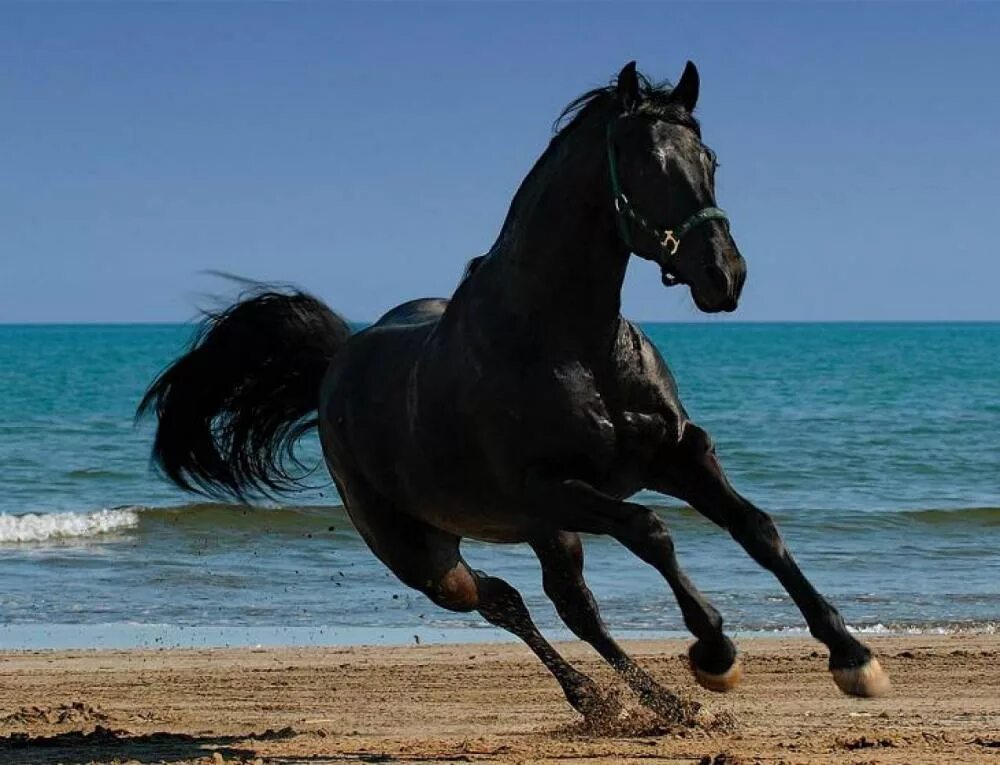 Черный конь скачет. Фризская лошадь гнедая. Улокчи отлар. Арабская лошадь Вороная. Вороной Мустанг иноходец.