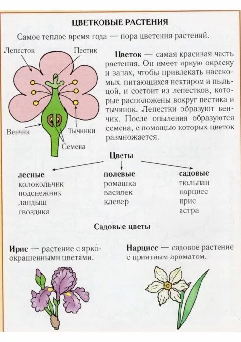 Венчик у растений функция