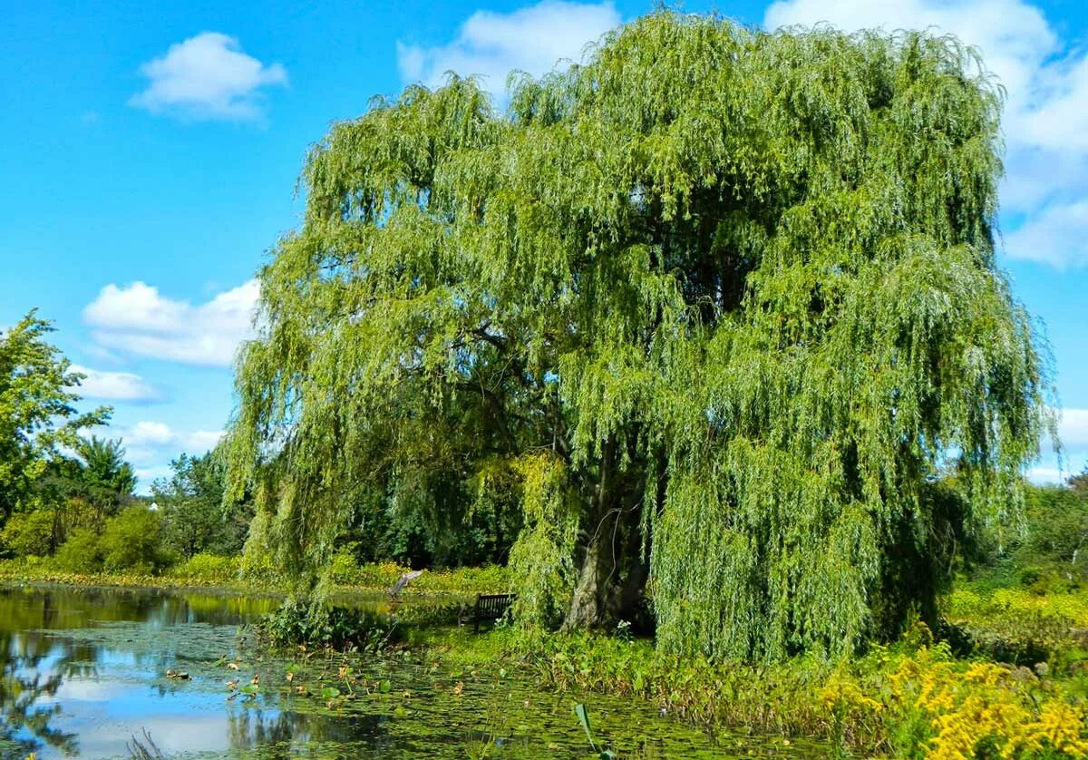 Ива белая (Salix Alba). Ива белая Salix Alba tristis. Ива белая ветла. Ива белая серебристая. Выросла ива