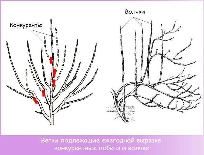 Как правильно обрезать волчки. Персик обрезка весной схема. Колоновидный персик схема обрезки. Обрезка колонновидного персикасхема. Обрезка абрикоса весной схема.