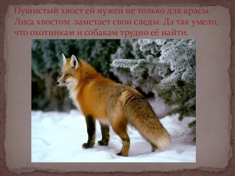 Хитрая лисица ловко заметает следы пушистым хвостом. Лиса заметает следы. лисица заметает следы хвостом. лиса для презентации. лиса с не пушистым хвостом.