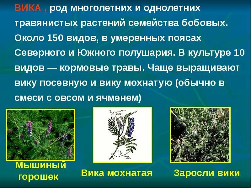 Кормовое растение семейства бобовых. Многолетние кормовые травы. растения семейства бобовых. однолетние и многолетние травы. кормовые бобовые растения.
