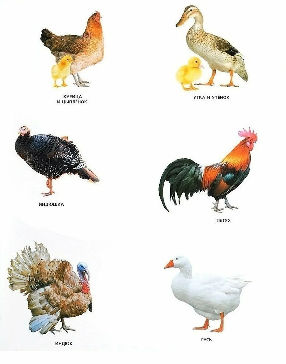 Домашние птицы список. Домашние птицы список. Домашние птицы. Карточки домашних птиц для детей. Домашние птицы список.