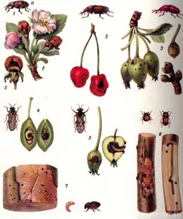 Вредители плодовых садов. Типы повреждений растений насекомыми. Насекомые вредители растений. Вредители растений рисунок. Классификация типов повреждений растений вредителями.