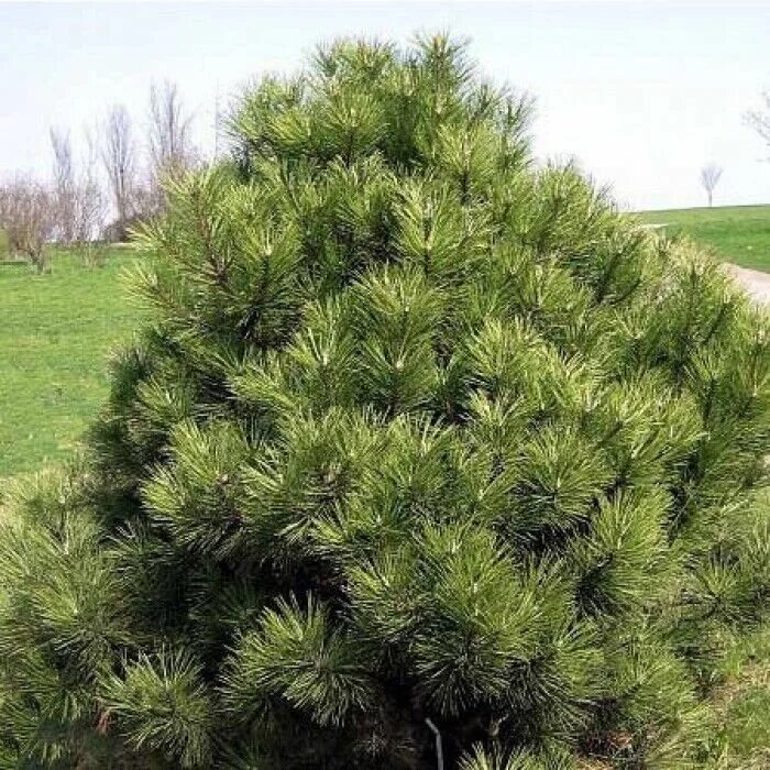 Сосна нигра описание. Сосна Pinus nigra Nana. Pinus nigra 'Nana'. Pinus nigra (сосна чёрная) 'Nana'.