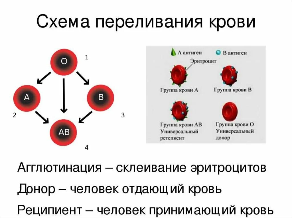 Схема переливания групп крови. Группы крови и схема переливания крови. Схема переливания крови по группам и резус фактору. Схема переливания крови 8 класс биология.